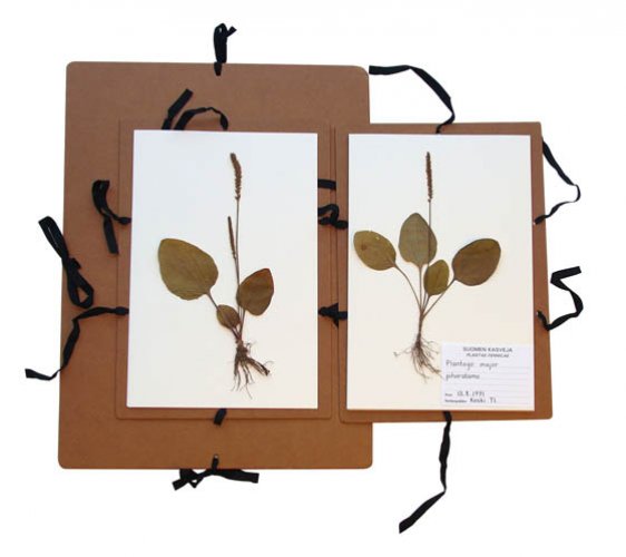 Kasvien Keräilykansio A3 , hinta 11,86€